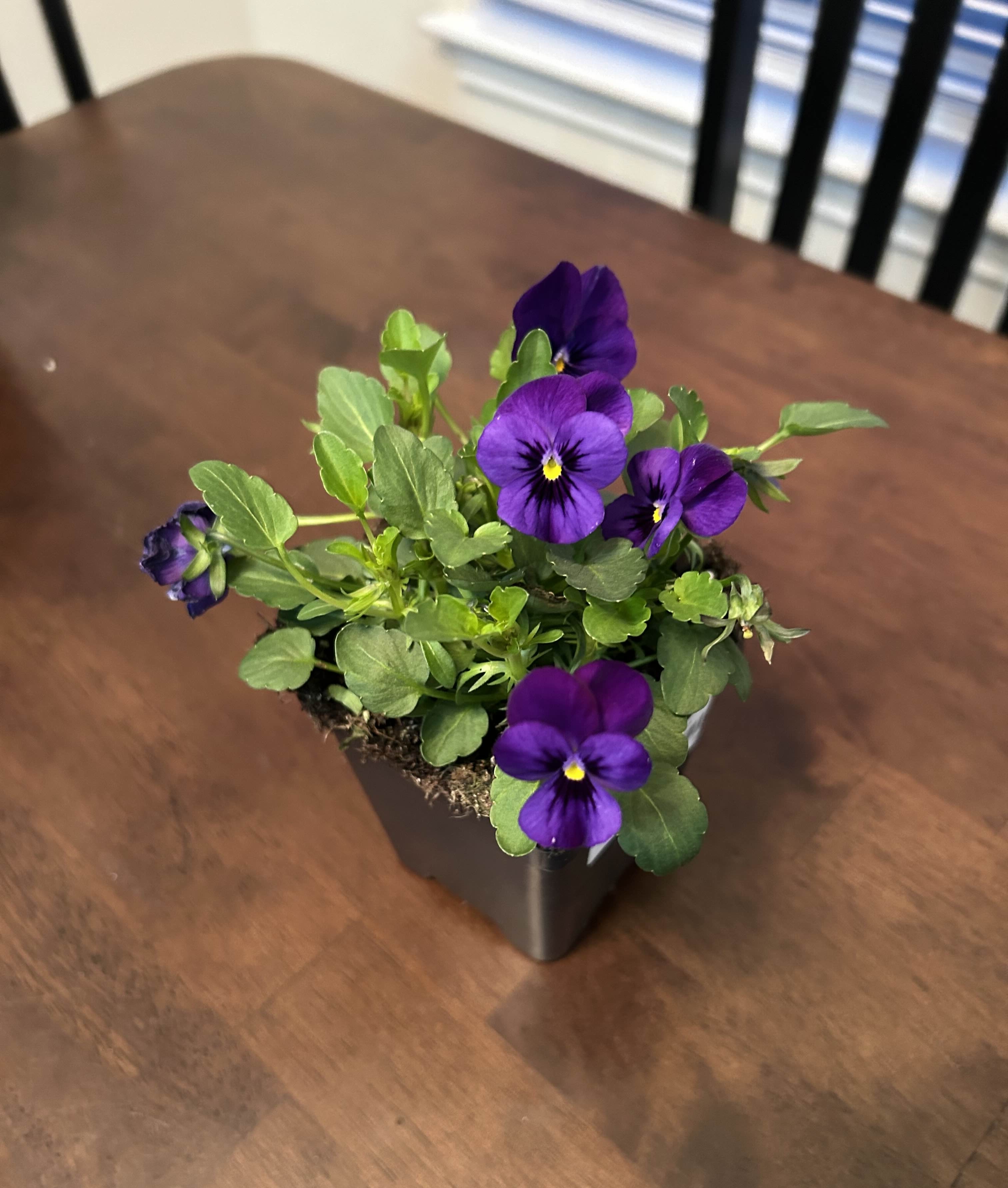 Purple Pansies